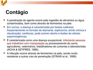 Contágio
 A penetração do agente ocorre pela ingestão de alimentos ou água
contaminados, bem como através de ferimentos na pele.
 Em suínos, a doença é caracterizada por lesões cutâneas
freqüentemente no formato de diamante, septicemia, artrite crônica e
claudicação, cardíacas, pode ocorrer aborto e lesões de células
espermiogênicas.
 É caracterizada como uma doença ocupacional, infectando pessoas
que trabalham com manipulação ou processamento de carne,
agricultores, veterinários, trabalhadores de curtumes e laboratoristas
(ACHA & SZYFRES, 1986).
 A infecção ocorre através de ferimentos na pele, sendo muito
resistente a outras vias de penetração (STRAW et al., 1999).
 