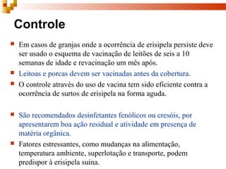 Controle
 Em casos de granjas onde a ocorrência de erisipela persiste deve
ser usado o esquema de vacinação de leitões de seis a 10
semanas de idade e revacinação um mês após.
 Leitoas e porcas devem ser vacinadas antes da cobertura.
 O controle através do uso de vacina tem sido eficiente contra a
ocorrência de surtos de erisipela na forma aguda.
 São recomendados desinfetantes fenólicos ou cresóis, por
apresentarem boa ação residual e atividade em presença de
matéria orgânica.
 Fatores estressantes, como mudanças na alimentação,
temperatura ambiente, superlotação e transporte, podem
predispor à erisipela suína.
 