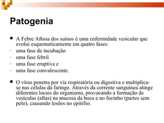 Patogenia
 A Febre Aftosa dos suínos é uma enfermidade vesicular que
evolui esquematicamente em quatro fases:
- uma fase de incubação
- uma fase febril
- uma fase eruptiva e
- uma fase convalescente.
 O vírus penetra por via respiratória ou digestiva e multiplica-
se nas células da faringe. Através da corrente sanguínea atinge
diferentes locais do organismo, provocando a formação de
vesículas (aftas) na mucosa da boca e no focinho (partes sem
pelo), causando lesões no epitélio.
 