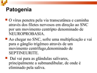 Patogenia
 O vírus penetra pela via transcutânea e caminha 
através dos filetes nervosos em direção ao SNC 
por um movimento centrípto denominado de 
NEUROPROBASIA. 
 Ao chegar no SNC, sofre uma multiplicação e vai 
para o gânglio trigêmeo através de um 
movimento centrífugo,denominado de 
SEPTINEURITE.
  Daí vai para as glândulas salivares, 
principalmente a submandibular, de onde é 
eliminado pela saliva. 
 