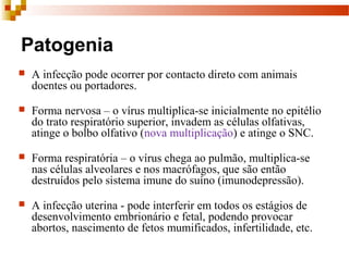 Patogenia
 A infecção pode ocorrer por contacto direto com animais 
doentes ou portadores. 
 Forma nervosa – o vírus multiplica-se inicialmente no epitélio 
do trato respiratório superior, invadem as células olfativas, 
atinge o bolbo olfativo (nova multiplicação) e atinge o SNC. 
 Forma respiratória – o vírus chega ao pulmão, multiplica-se 
nas células alveolares e nos macrófagos, que são então 
destruídos pelo sistema imune do suíno (imunodepressão). 
 A infecção uterina - pode interferir em todos os estágios de 
desenvolvimento embrionário e fetal, podendo provocar 
abortos, nascimento de fetos mumificados, infertilidade, etc.  
 