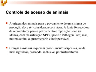 Controle de acesso de animais
 A origem dos animais para o povoamento de um sistema de 
produção deve ser considerada com rigor. A fonte fornecedora 
de reprodutores para o povoamento e reposição deve ser 
idônea, com classificação SPF (Specific Pathogen Free) mas, 
mesmo assim, o quarentenário é indispensável.
 Granjas avoseiras requerem procedimentos especiais, ainda 
mais rigorosos, passando, inclusive, por histerectomia.
 