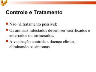 Controle e Tratamento
 Não há tratamento possível;
 Os animais infectados devem ser sacrificados e 
enterrados ou insinerados.
 A vacinação controla a doença clínica, 
eliminando os sintomas. 
 
