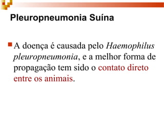 Pleuropneumonia Suína
A doença é causada pelo Haemophilus
pleuropneumonia, e a melhor forma de 
propagação tem sido o contato direto 
entre os animais.
 