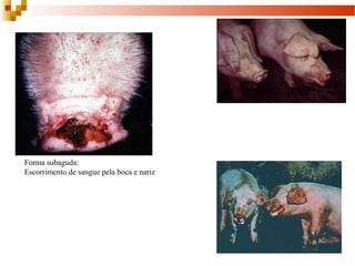 Forma subaguda:
Escorrimento de sangue pela boca e nariz 
 