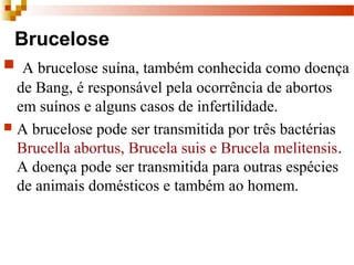 Brucelose
 A brucelose suína, também conhecida como doença 
de Bang, é responsável pela ocorrência de abortos 
em suínos e alguns casos de infertilidade. 
 A brucelose pode ser transmitida por três bactérias 
Brucella abortus, Brucela suis e Brucela melitensis. 
A doença pode ser transmitida para outras espécies 
de animais domésticos e também ao homem. 
 