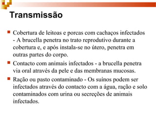 Transmissão
 Cobertura de leitoas e porcas com cachaços infectados 
- A brucella penetra no trato reprodutivo durante a 
cobertura e, e após instala-se no útero, penetra em 
outras partes do corpo. 
 Contacto com animais infectados - a brucella penetra 
via oral através da pele e das membranas mucosas. 
 Ração ou pasto contaminado - Os suínos podem ser 
infectados através do contacto com a água, ração e solo 
contaminados com urina ou secreções de animais 
infectados.  
 