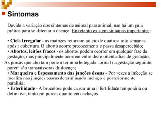  Sintomas 
Devido a variação dos sintomas de animal para animal, não há um guia 
prático para se detectar a doença. Entretanto existem sintomas importantes: 
• Ciclo Irregular - as matrizes retornam ao cio de quatro a oito semanas 
após a cobertura. O aborto ocorre precocemente e passa desapercebido; 
• Abortos, leitões fracos - os abortos podem ocorrer em qualquer fase da 
gestação, mas principalmente ocorrem entre dez e oitenta dias de gestação. 
- As porcas que abortam podem ter uma leitegada normal na gestação seguinte, 
porém são transmissoras da doença; 
• Manqueira e Espessamento das junções ósseas - Por vezes a infecção se 
localiza nas junções ósseas determinando inchaço e posteriormente 
paralisia; 
• Esterilidade - A brucelose pode causar uma infertilidade temporária ou 
definitiva, tanto em porcas quanto em cachaços.  
 