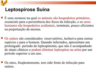 Leptospirose Suína
 É uma zoonose na qual os animais são hospedeiros primários, 
essenciais para a persistência dos focos da infecção, e os seres 
humanos são hospedeiros acidentais, terminais, pouco eficientes 
na perpetuação da mesma. 
 Os suínos são considerados  reservatórios, inclusive para outras 
espécies e para o homem. Quando infectados, apresentam um 
prolongado  período de leptospiremia, que não é acompanhado 
de sinais clínicos e podem eliminar leptospiras na urina por um 
período superior a um ano.
 Os ratos, freqüentemente, tem sido fonte de infecção para 
suínos. 
 