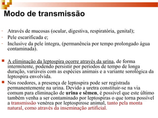 Modo de transmissão
- Através de mucosas (ocular, digestiva, respiratória, genital); 
- Pele escarificada e;
- Inclusive da pele íntegra, (permanência por tempo prolongado água 
contaminada).
 A eliminação da leptospira ocorre através da urina, de forma 
intermitente, podendo persistir por períodos de tempo de longa 
duração, variáveis com as espécies animais e a variante sorológica da 
leptospira envolvida. 
 Nos roedores, a presença de leptospira pode ser registrada 
permanentemente na urina. Devido a uretra constituir-se na via 
comum para eliminação de urina e sêmen, é possível que este último 
também venha a ser contaminado por leptospiras o que torna possível 
a transmissão venérea por leptospirose animal, tanto pela monta 
natural, como através da inseminação artificial.
 