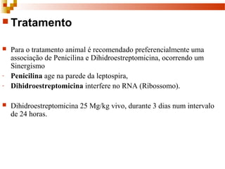  Tratamento
 Para o tratamento animal é recomendado preferencialmente uma 
associação de Penicilina e Dihidroestreptomicina, ocorrendo um 
Sinergismo 
- Penicilina age na parede da leptospira,
- Dihidroestreptomicina interfere no RNA (Ribossomo).
 Dihidroestreptomicina 25 Mg/kg vivo, durante 3 dias num intervalo 
de 24 horas.
 