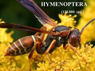 HYMENOPTERA
(125.000 spp.)
 