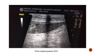 Fonte: arquivo pessoal, 2019.
 