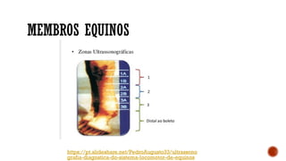 MEMBROS EQUINOS
https://pt.slideshare.net/PedroAugusto33/ultrassono
grafia-diagnstica-do-sistema-locomotor-de-equinos
 