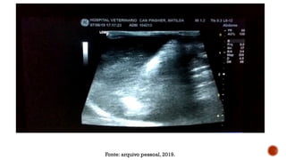 Fonte: arquivo pessoal, 2019.
 