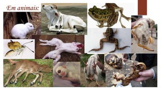 Em animais: 
 