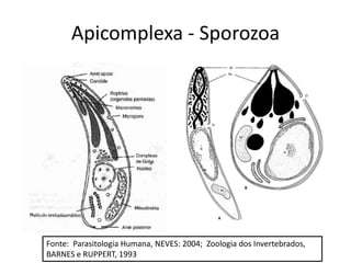 Apicomplexa - Sporozoa




Fonte: Parasitologia Humana, NEVES: 2004; Zoologia dos Invertebrados,
BARNES e RUPPERT, 1993
 