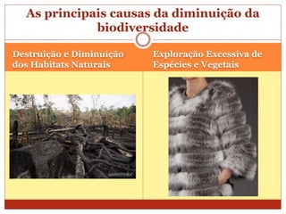 Destruição e Diminuição
dos Habitats Naturais
Exploração Excessiva de
Espécies e Vegetais
As principais causas da diminuição da
biodiversidade
 