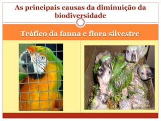 Tráfico da fauna e flora silvestre
As principais causas da diminuição da
biodiversidade
 