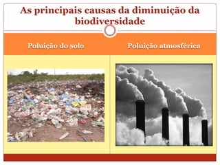 Poluição do solo Poluição atmosférica
As principais causas da diminuição da
biodiversidade
 