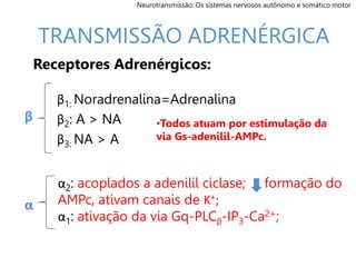 β1: Noradrenalina=Adrenalina
β2: A > NA
β3: NA > A
TRANSMISSÃO ADRENÉRGICA
•Todos atuam por estimulação da
via Gs-adenilil-AMPc.
α2: acoplados a adenilil ciclase; formação do
AMPc, ativam canais de K+;
α1: ativação da via Gq-PLCβ-IP3-Ca2+;
Neurotransmissão: Os sistemas nervosos autônomo e somático motor
β
α
Receptores Adrenérgicos:
 