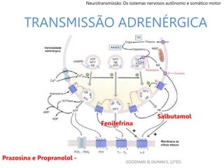 TRANSMISSÃO ADRENÉRGICA
Neurotransmissão: Os sistemas nervosos autônomo e somático motor
Fenilefrina
Salbutamol
+
+
Prazosina e Propranolol -
 