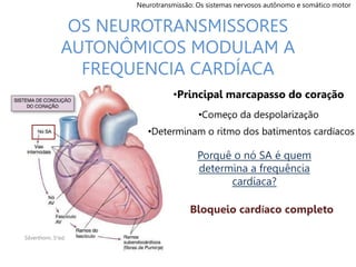 OS NEUROTRANSMISSORES
AUTONÔMICOS MODULAM A
FREQUENCIA CARDÍACA
•Principal marcapasso do coração
•Começo da despolarização
•Determinam o ritmo dos batimentos cardíacos
Porquê o nó SA é quem
determina a frequência
cardíaca?
Bloqueio cardíaco completo
Neurotransmissão: Os sistemas nervosos autônomo e somático motor
Silverthorn, 5°ed.
 