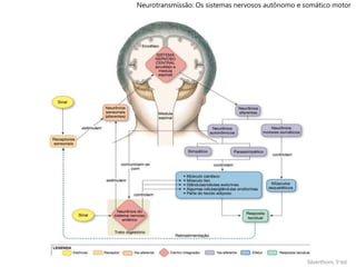 Silverthorn, 5°ed.
Neurotransmissão: Os sistemas nervosos autônomo e somático motor
 