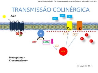 TRANSMISSÃO COLINÉRGICA
AC
-
ATP AMPc
PKA
-
Cav K+
+
Inotropismo -
Cronotropismo -
-
CHAVES, M.F.
K+
K+
K+
Ca2+
Ca2+
Ca2+
- - - - - - - - - - - - - - - - - - - - - -
ACh
Neurotransmissão: Os sistemas nervosos autônomo e somático motor
 