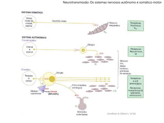 Neurotransmissão: Os sistemas nervosos autônomo e somático motor
 