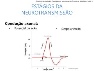 ESTÁGIOS DA
NEUROTRANSMISSÃO
Condução axonal:
• Potencial de ação;
Google imagens
Neurotransmissão: Os sistemas nervosos autônomo e somático motor
• Despolarização;
 