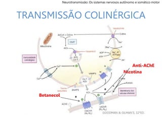TRANSMISSÃO COLINÉRGICA
Neurotransmissão: Os sistemas nervosos autônomo e somático motor
+
+
Betanecol
Nicotina
Anti-AChE
-
 
