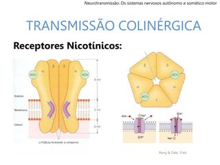 Receptores Nicotínicos:
TRANSMISSÃO COLINÉRGICA
Rang & Dale, 5°ed.
Neurotransmissão: Os sistemas nervosos autônomo e somático motor
 