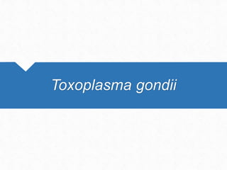 Toxoplasma gondii
 