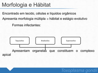 Encontrado em tecido, células e líquidos orgânicos
Apresenta morfologia múltipla  hábitat e estágio evolutivo
Formas infectantes:
Apresentam organelas que constituem o complexo
apical
Morfologia e Hábitat
Toxoplasma gondii
Taquizoítos Bradizoítos Esporozoítos
 