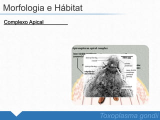 Complexo Apical
Morfologia e Hábitat
Toxoplasma gondii
 