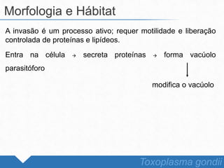 A invasão é um processo ativo; requer motilidade e liberação
controlada de proteínas e lipídeos.
Entra na célula  secreta proteínas  forma vacúolo
parasitóforo
modifica o vacúolo
Morfologia e Hábitat
Toxoplasma gondii
 