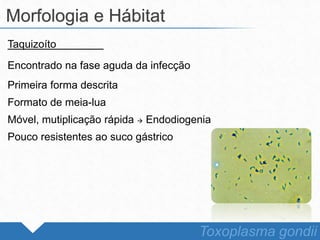 Taquizoíto
Encontrado na fase aguda da infecção
Primeira forma descrita
Formato de meia-lua
Móvel, mutiplicação rápida  Endodiogenia
Pouco resistentes ao suco gástrico
Morfologia e Hábitat
Toxoplasma gondii
 