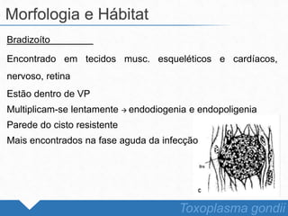 Bradizoíto
Encontrado em tecidos musc. esqueléticos e cardíacos,
nervoso, retina
Estão dentro de VP
Multiplicam-se lentamente  endodiogenia e endopoligenia
Parede do cisto resistente
Mais encontrados na fase aguda da infecção
Morfologia e Hábitat
Toxoplasma gondii
 