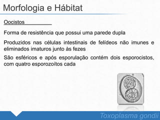 Oocistos
Forma de resistência que possui uma parede dupla
Produzidos nas células intestinais de felídeos não imunes e
eliminados imaturos junto às fezes
São esféricos e após esporulação contém dois esporocistos,
com quatro esporozoítos cada
Morfologia e Hábitat
Toxoplasma gondii
 