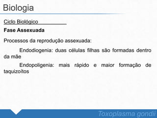 Ciclo Biológico
Fase Assexuada
Processos da reprodução assexuada:
Endodiogenia: duas células filhas são formadas dentro
da mãe
Endopoligenia: mais rápido e maior formação de
taquizoítos
Biologia
Toxoplasma gondii
 