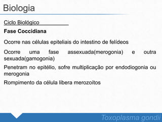 Ciclo Biológico
Fase Coccidiana
Ocorre nas células epiteliais do intestino de felídeos
Ocorre uma fase assexuada(merogonia) e outra
sexuada(gamogonia)
Penetram no epitélio, sofre multiplicação por endodiogonia ou
merogonia
Rompimento da célula libera merozoítos
Biologia
Toxoplasma gondii
 