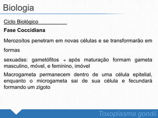 Ciclo Biológico
Fase Coccidiana
Merozoítos penetram em novas células e se transformarão em
formas
sexuadas: gametófitos  após maturação formam gameta
masculino, móvel, e feminino, imóvel
Macrogameta permanecem dentro de uma célula epitelial,
enquanto o microgameta sai de sua célula e fecundará
formando um zigoto
Biologia
Toxoplasma gondii
 