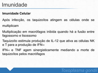 Imunidade Celular
Após infecção, os taquizoítos atingem as células onde se
multiplicam
Multiplicação em macrófagos inibida quando há a fusão entre
fagossomo e lisossomo
Taquizoíto estimula produção de IL-12 que ativa as células NK
e T para a produção de IFN-ᵧ
IFN-ᵧ e TNF agem sinergisticamente mediando a morte de
taquizoítos pelos macrófagos
Imunidade
Toxoplasma gondii
 