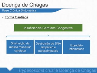 • Forma Cardíaca
Doença de Chagas
Trypanosoma cruzi e Doença de Chagas
Fase Crônica Sintomática
Insuficiência Cardíaca Congestiva
Diminuição da
massa muscular
cardíaca
Destruição do SNA
simpático e
parassimpático
Exsudato
inflamatório
 
