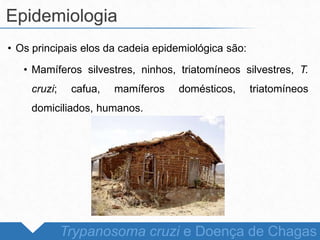 • Os principais elos da cadeia epidemiológica são:
• Mamíferos silvestres, ninhos, triatomíneos silvestres, T.
cruzi; cafua, mamíferos domésticos, triatomíneos
domiciliados, humanos.
Epidemiologia
Trypanosoma cruzi e Doença de Chagas
 