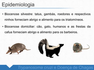 • Biocenose silvestre: tatus, gambás, roedores e respectivos
ninhos forneciam abrigo e alimento para os triatomíneos.
• Biocenose domiciliar: cão, gato, humanos e as frestas da
cafua forneciam abrigo e alimento para os barbeiros.
Epidemiologia
Trypanosoma cruzi e Doença de Chagas
 