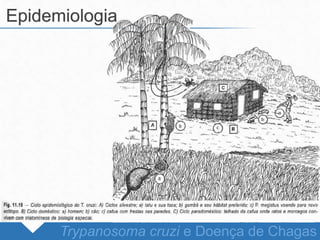 Trypanosoma cruzi e Doença de Chagas
Epidemiologia
 