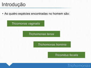 • As quatro espécies encontradas no homem são:
Introdução
Trichomonas
Tricomonas vaginalis
Trichomonas tenax
Trichomonas hominis
Tricomitus fecalis
 