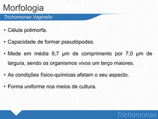 • Célula polimorfa.
• Capacidade de formar pseudópodes.
• Mede em média 9,7 µm de comprimento por 7,0 µm de
largura, sendo os organismos vivos um terço maiores.
• As condições físico-químicas afetam o seu aspecto.
• Forma uniforme nos meios de cultura.
Morfologia
Trichomonas
Trichomonas Vaginalis
 